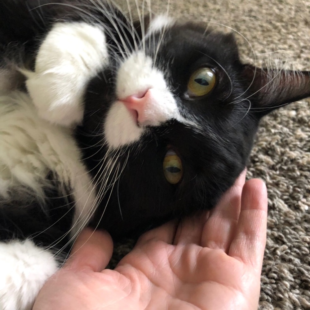 Meet your Posher, Nicolette